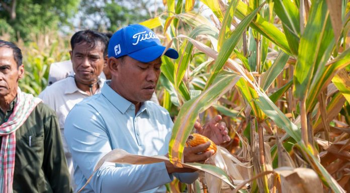 អភិបាលខេត្តតាកែវ ចុះពិនិត្យមើលការប្រមូលផលដំណាំពោត របស់ប្រជាកសិករ នៅឃុំកំពង់រាប ស្រុកព្រៃកប្បាស